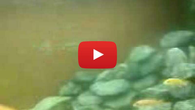 Video JD7ZGQ-FlCU abspielen