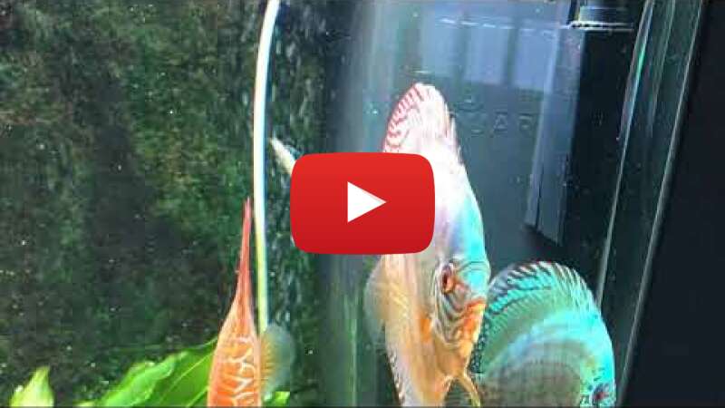 Video JDas1LQDU0o abspielen