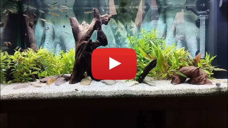 Video JEcJjEm28sg abspielen