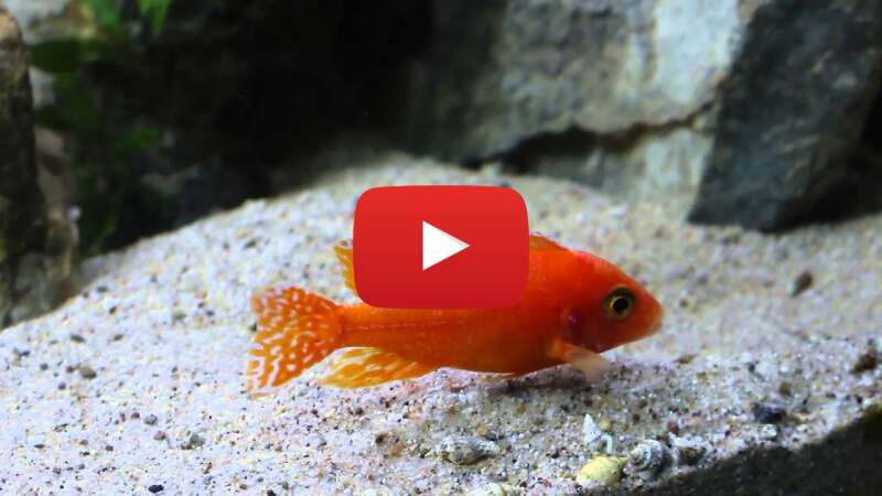 Video JI0QuJq0F9U abspielen