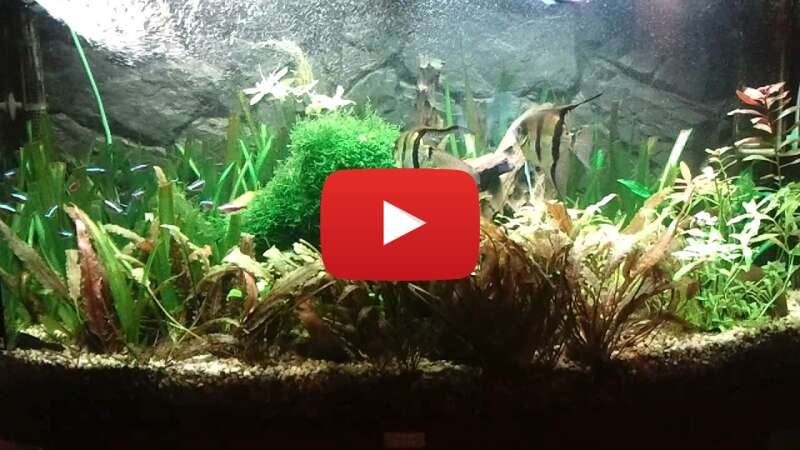 Video JIlXBLnf9_s abspielen