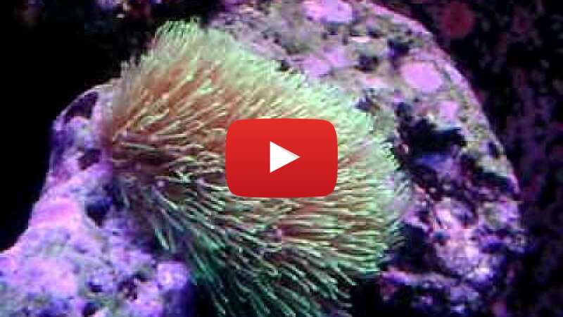 Video JLreGLDqtOA abspielen