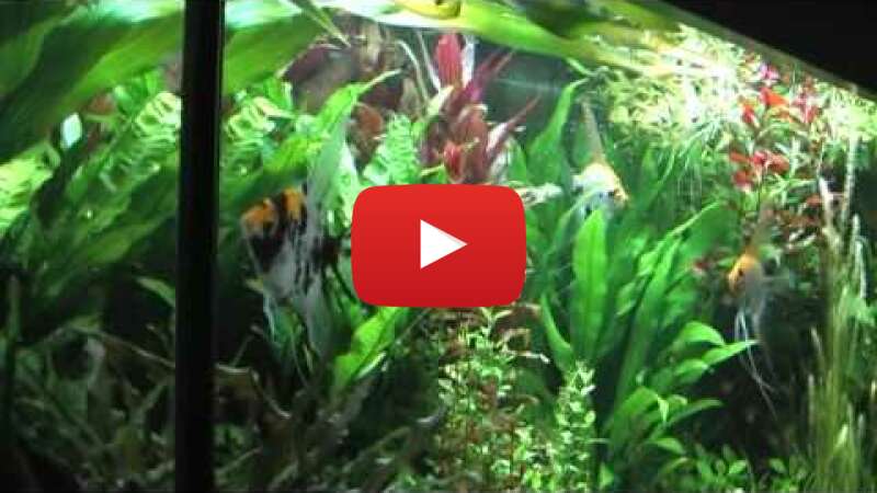 Video JOfWGthzh3I abspielen