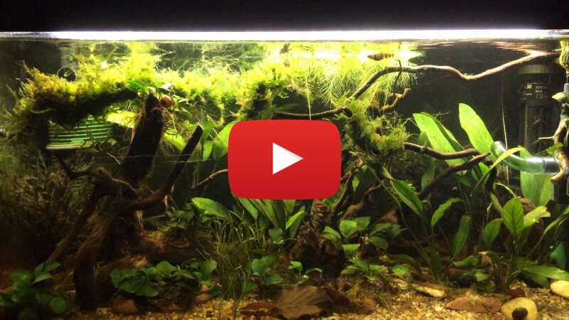 Video JPdR97B31dY abspielen