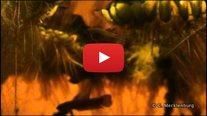 Video JQZZkCNjxis abspielen