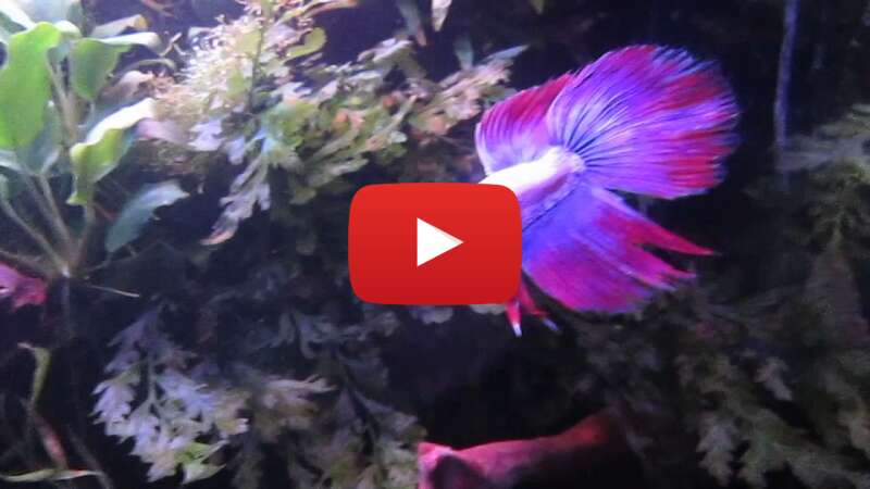 Video JQwG6uQ7VkI abspielen