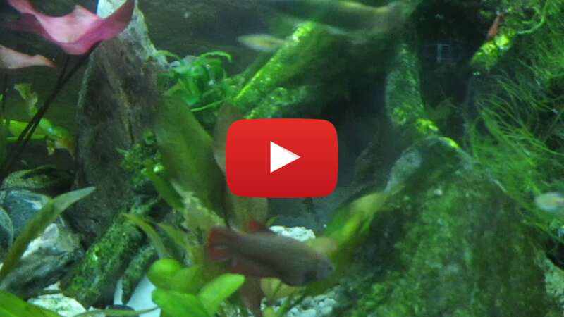 Video JTX_j_aqjek abspielen