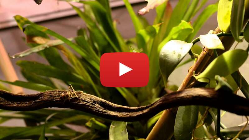 Video JWanlMpSNz0 abspielen