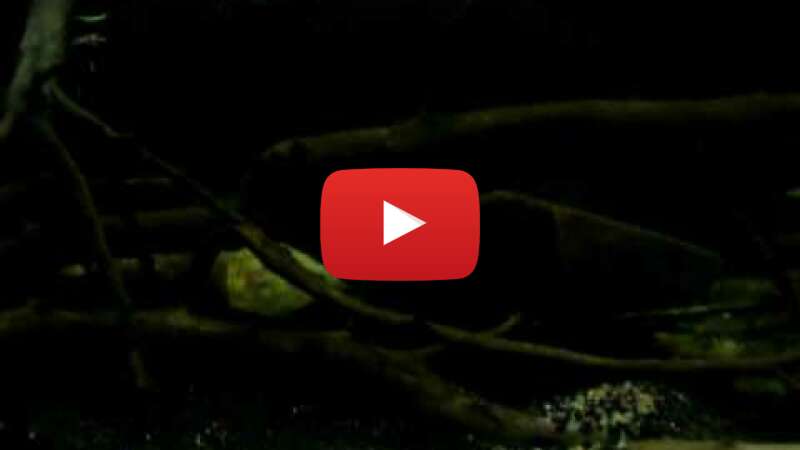 Video JXpTak8AQsg abspielen