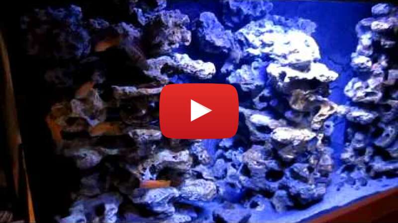 Video JYRTe73q89Y abspielen