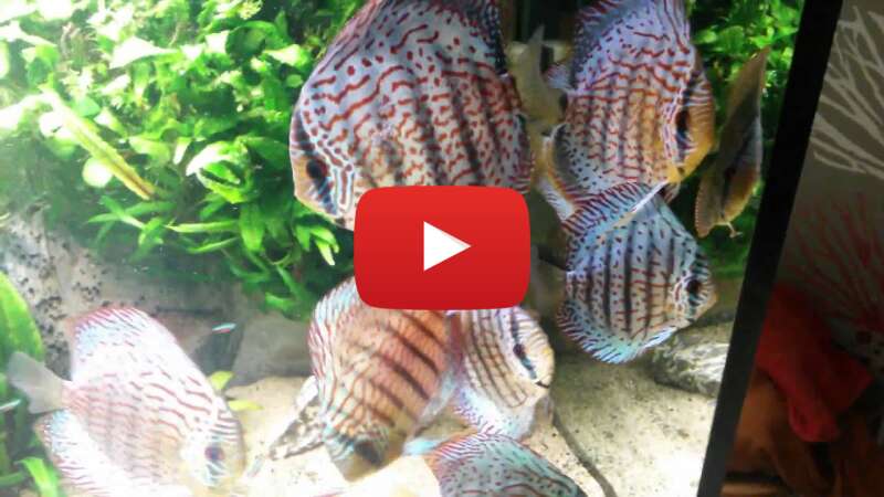 Video JYZGPxb0C8c abspielen