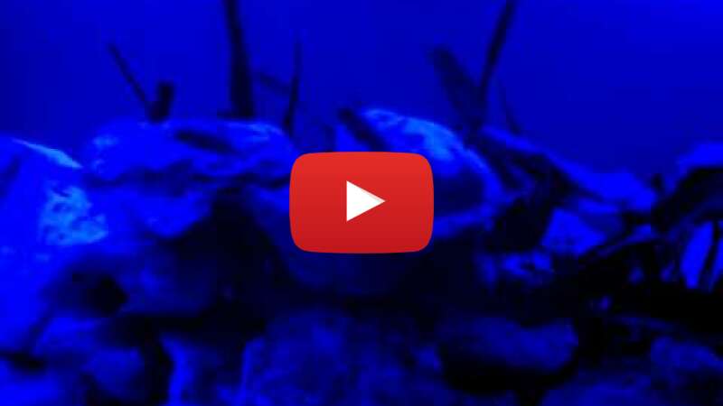 Video Jbjvac6BZog abspielen