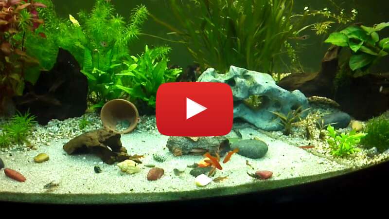 Video Jh_vTl-Lzlc abspielen