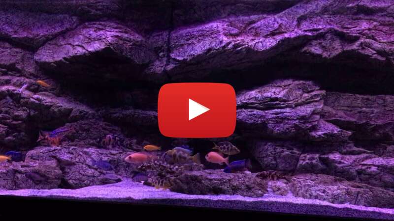 Video Jl44P0ynOEE abspielen