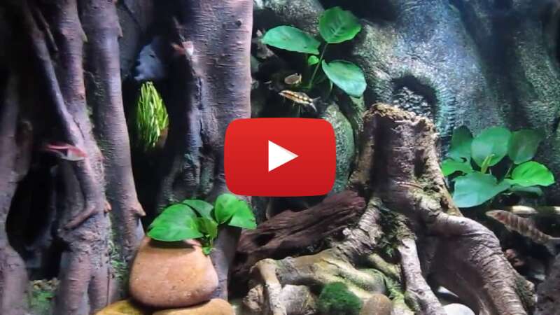 Video JlTozy9G2r8 abspielen