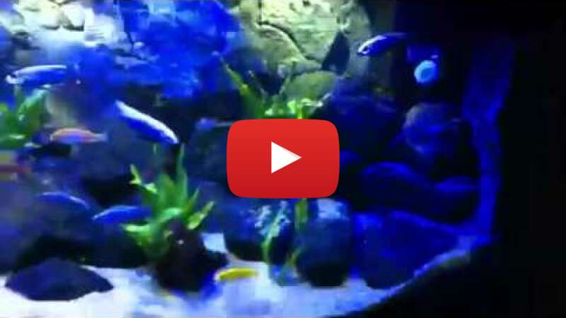 Video JmCq9ybYnSg abspielen