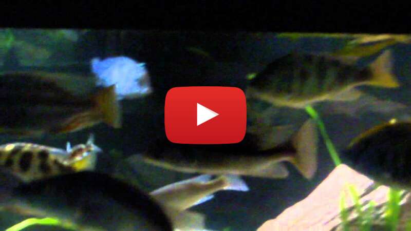 Video JnSTsRxguXk abspielen