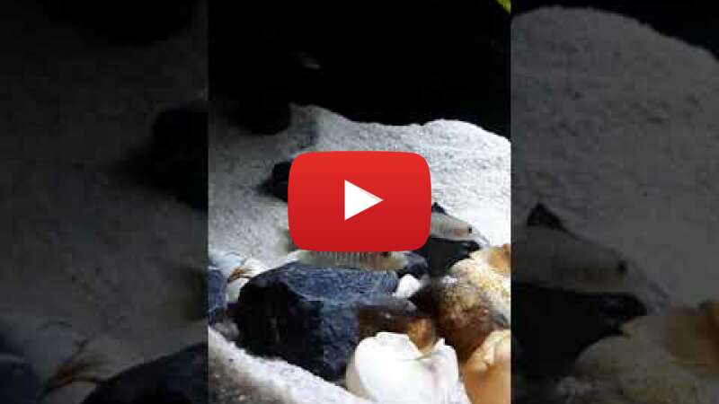 Video JnUu3ba-GJE abspielen