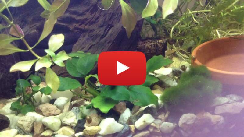 Video Jo5BPlUN1fQ abspielen