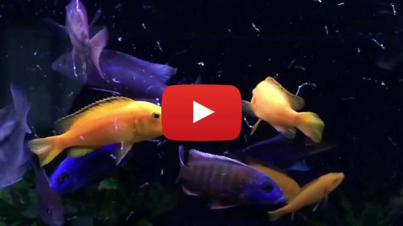 Video Jo6Q8M7uVmI abspielen