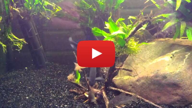 Video JophZeoIceE abspielen