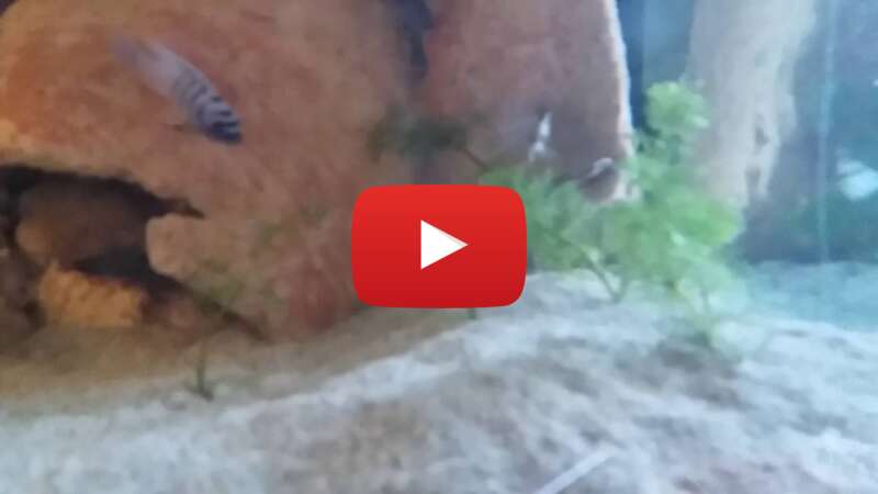 Video JpwWYaiiuY8 abspielen