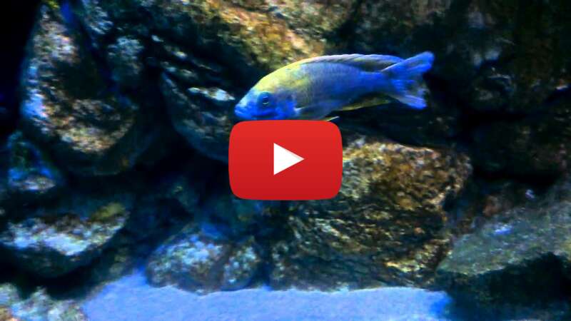 Video JwRjW4rSc5s abspielen