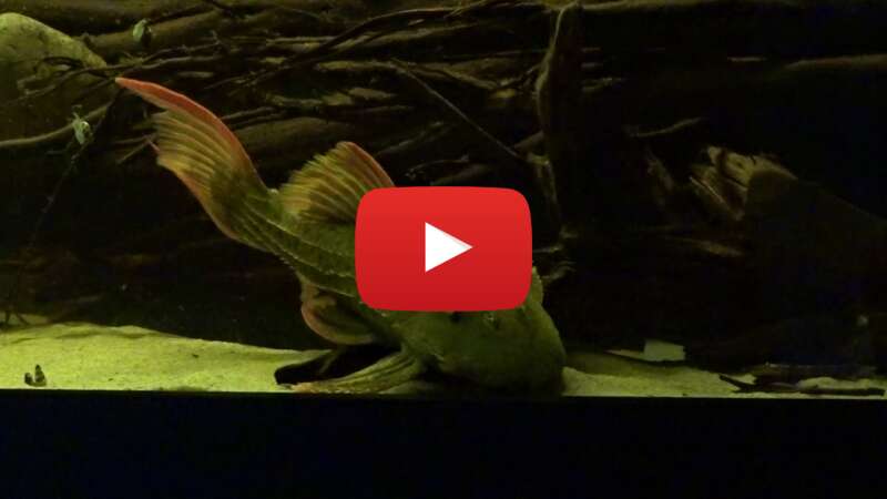 Video JycRnQQf6uc abspielen