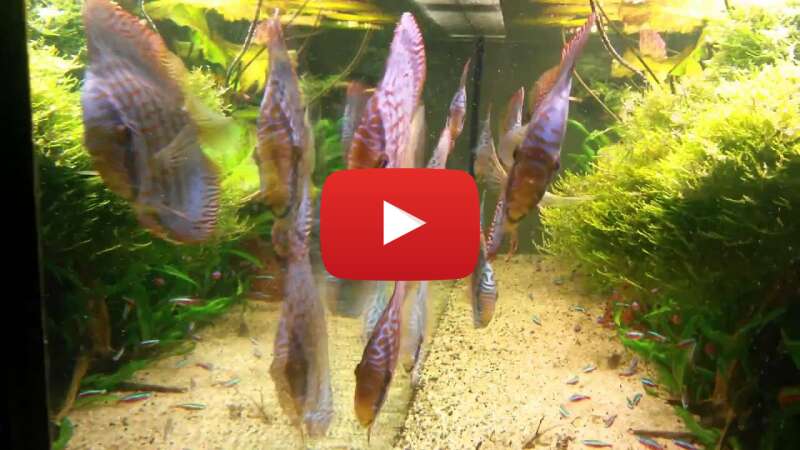 Video K-1Yb3yIZXI abspielen