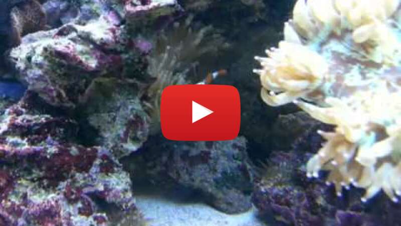 Video K2G5AsspLU8 abspielen