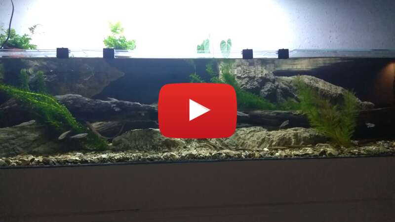 Video K3ljA1CaatY abspielen