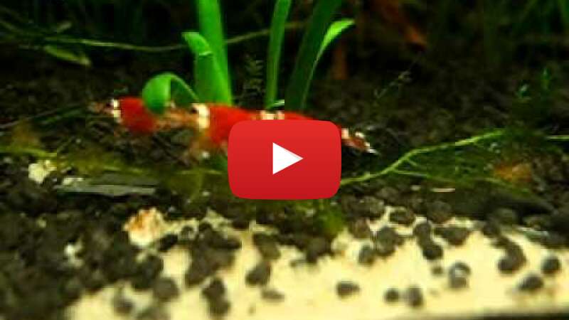 Video K7Qgc7w3De8 abspielen