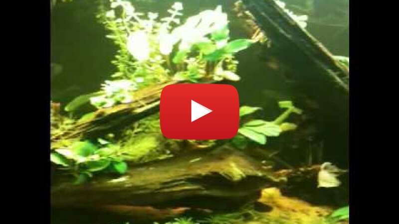 Video K8Ipqk2FC0c abspielen