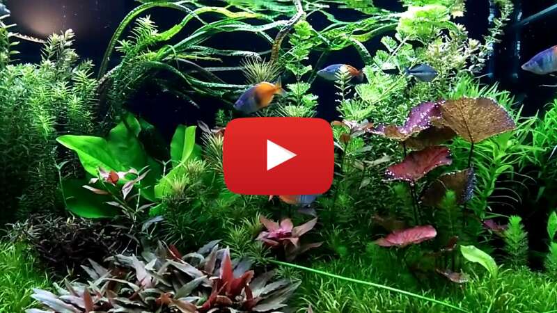 Video K9uerdLR4zg abspielen