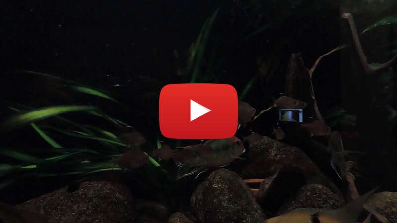 Video KFQZ9-oSkOo abspielen