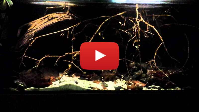 Video KG1QE65NoZA abspielen