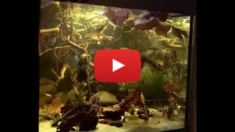 Video KGputTvsaXU abspielen