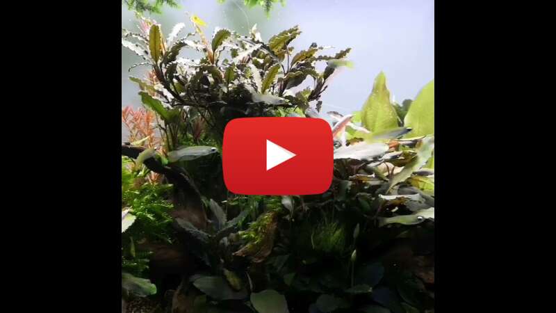 Video KJXMC8LEmq8 abspielen