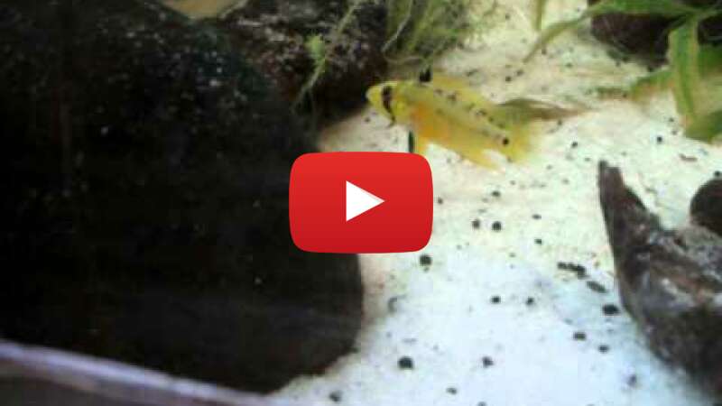 Video KMg4tL4tens abspielen