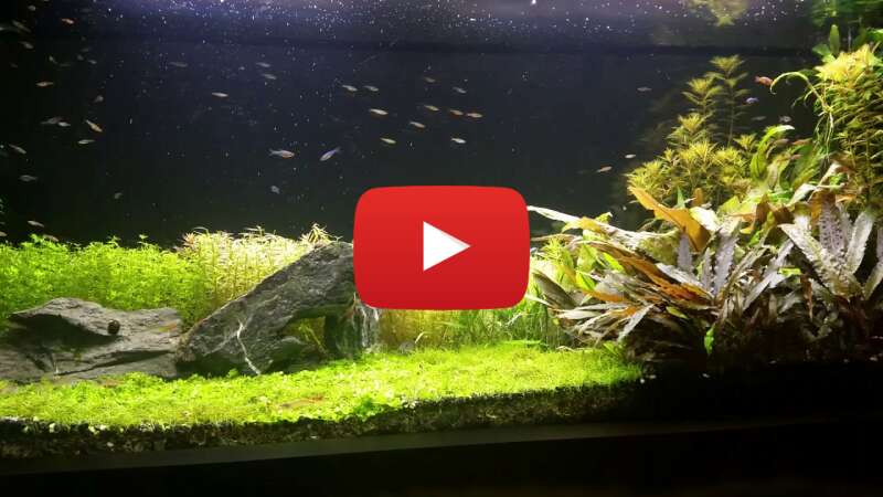 Video KNF9HUA_bIE abspielen