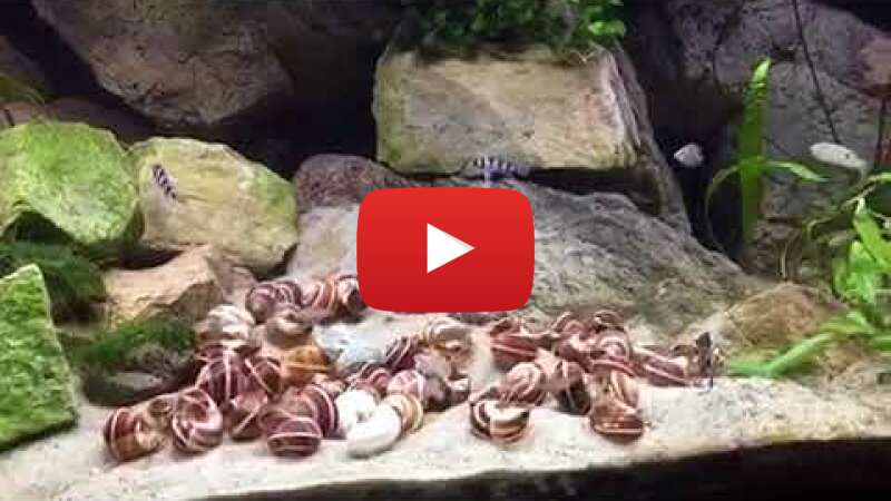 Video KOBXCbexybA abspielen