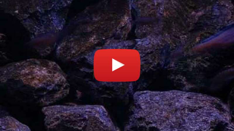 Video KORE9DRsnhw abspielen