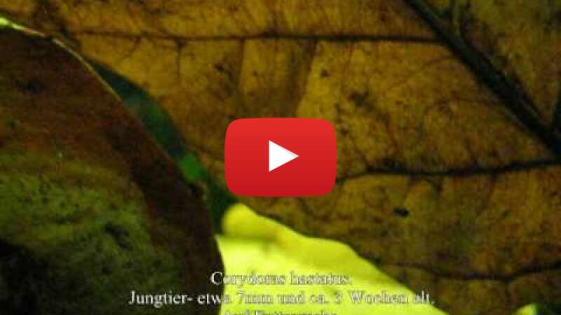 Video KOXUr8m1RjA abspielen