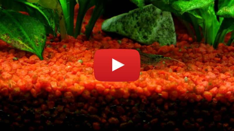 Video KQhlgJdCam0 abspielen