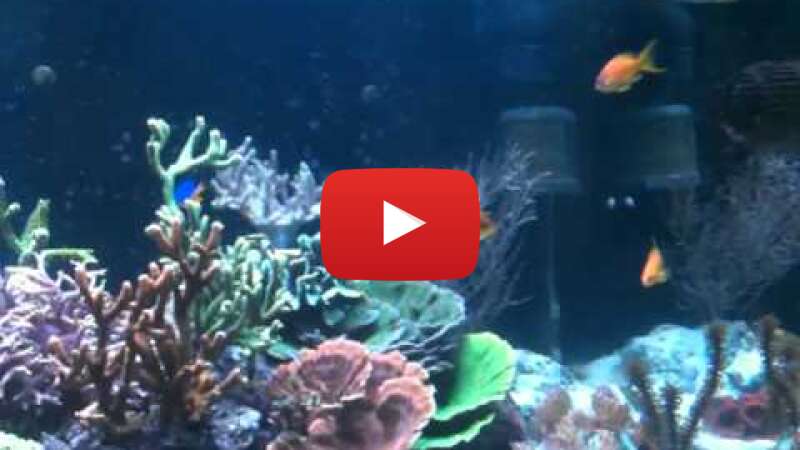 Video KWUnKrg7FH0 abspielen