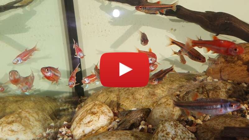 Video Kaw1fJ9J4wM abspielen