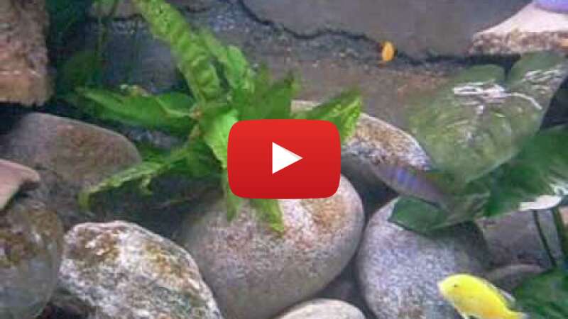 Video KerdxGZB2Uo abspielen