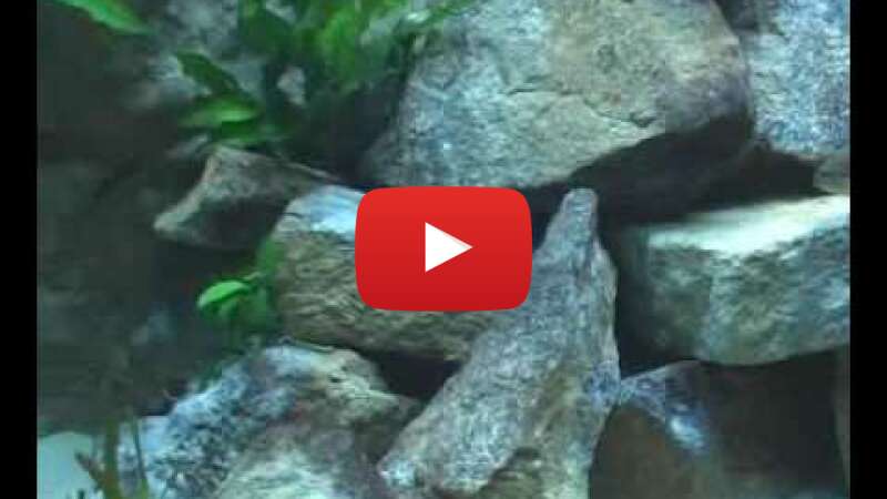 Video Kh7gYeAwb78 abspielen