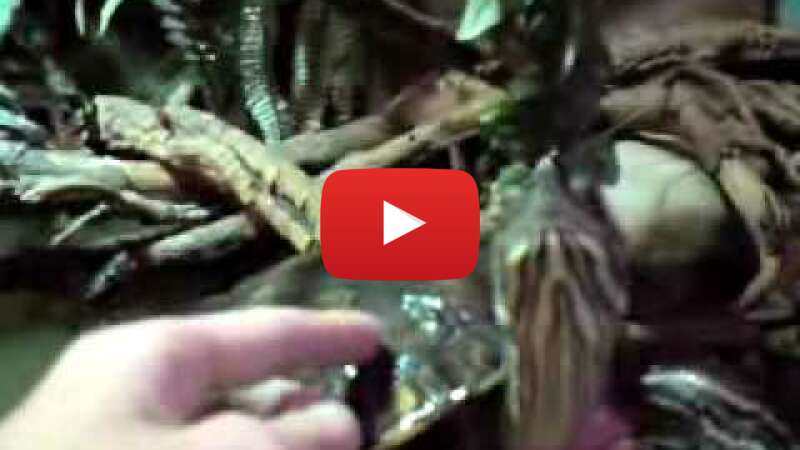 Video Kk3vN22OP-0 abspielen