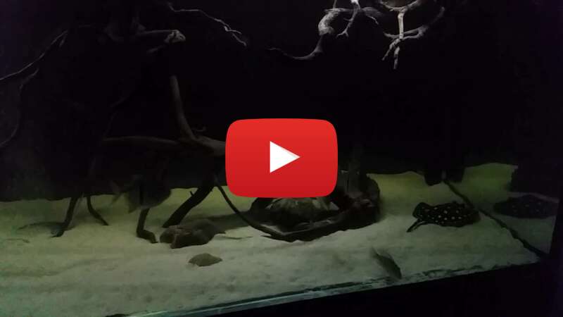 Video KuyWsMiPTc0 abspielen